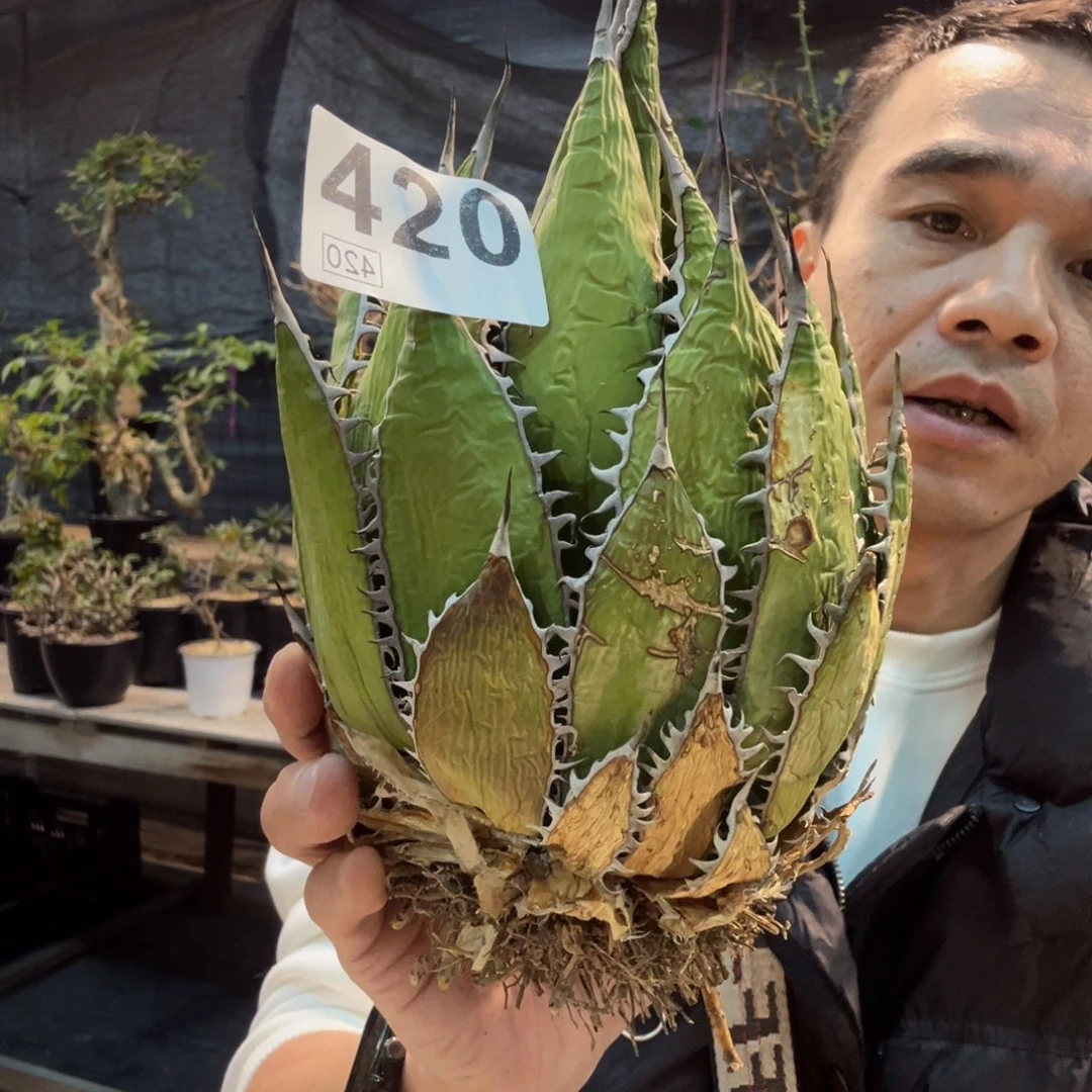 420霍利达龙舌兰植物脱土发货