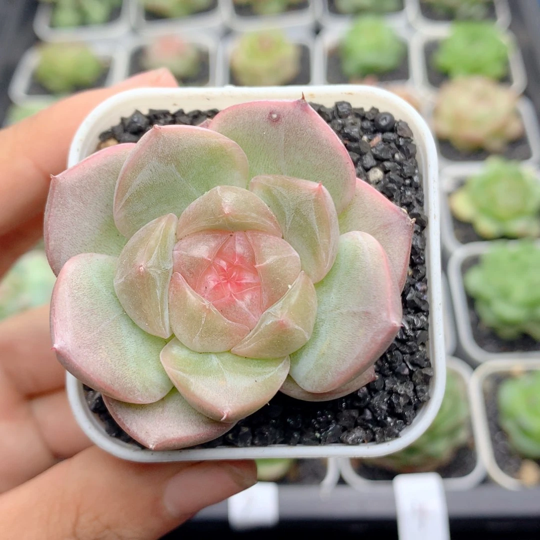 58包邮 群生不包整24