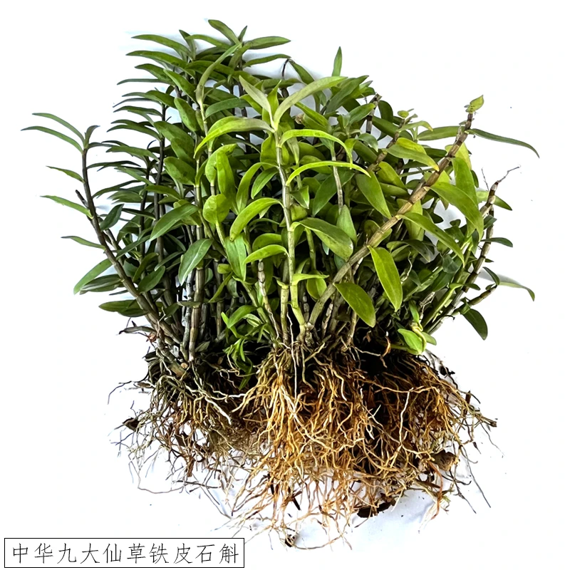 中华九大仙草铁皮石斛苗3年苗能吃能种绿植花卉夏季开花基地直销