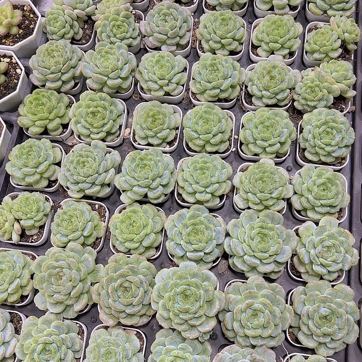 白恋19包邮多肉植物
