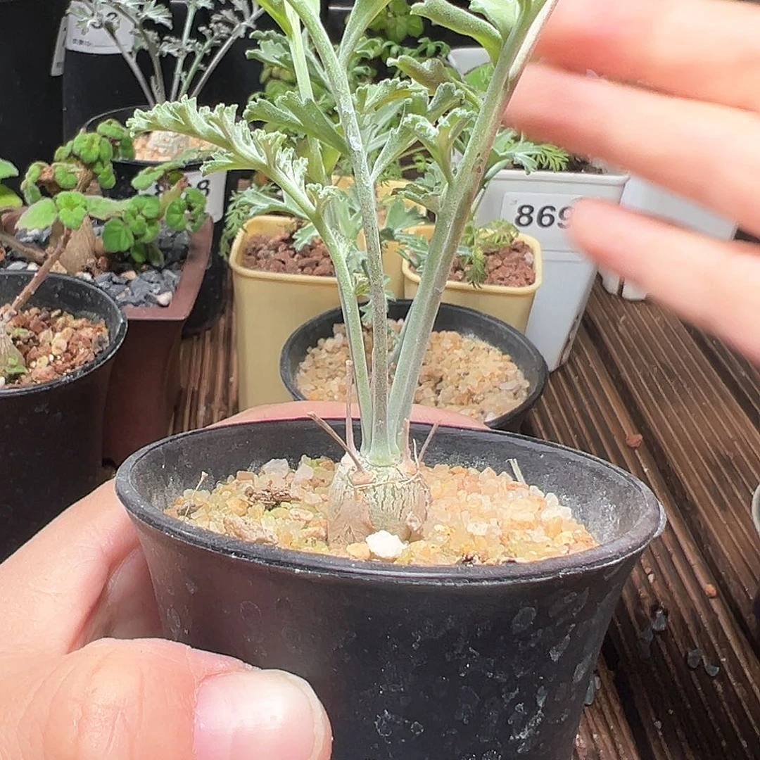 鼘*沉香鹿茸洋葵带盆发货