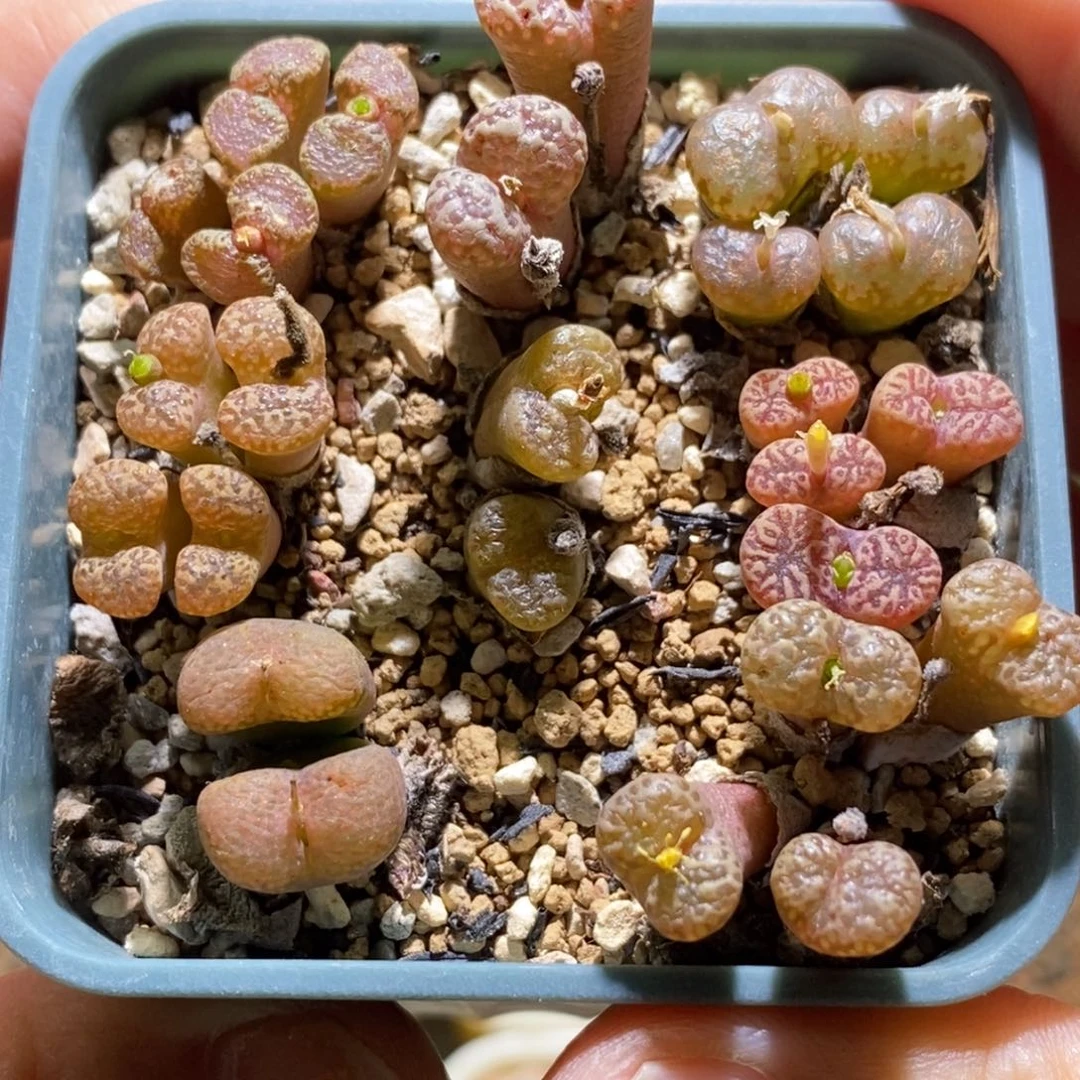 一盆勋章福利带盆土