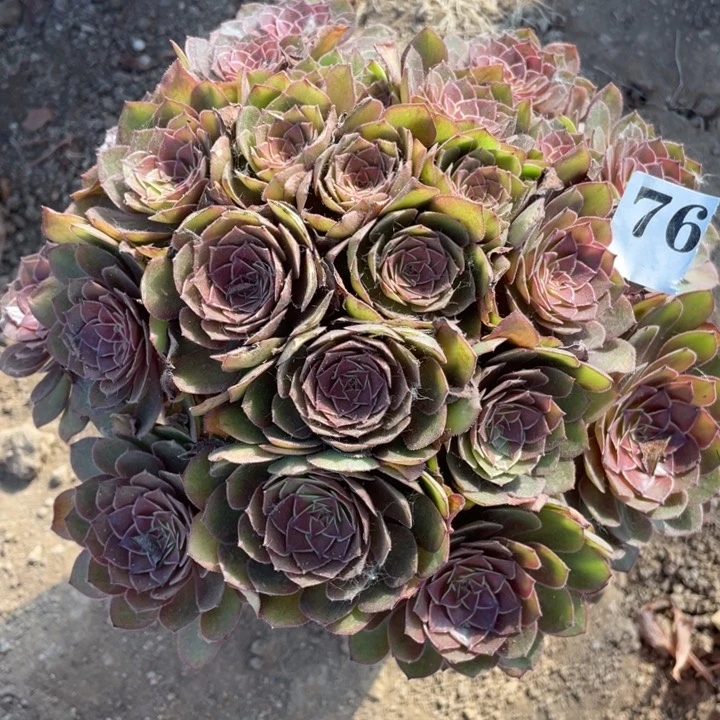 无花朵76多肉植物红魔