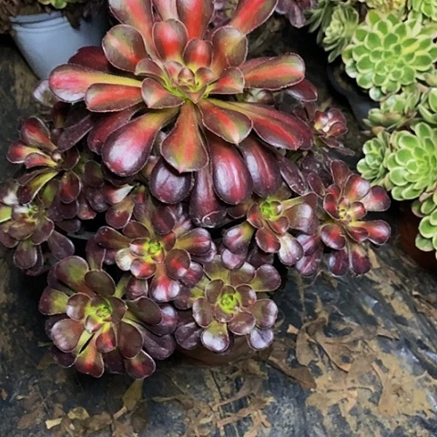 彩虹糖老桩捧花630号
