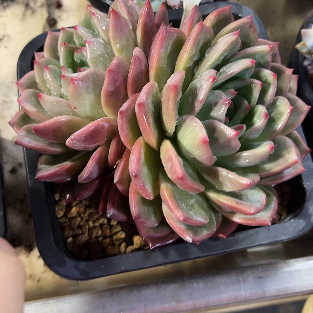 香槟大25号多肉植物