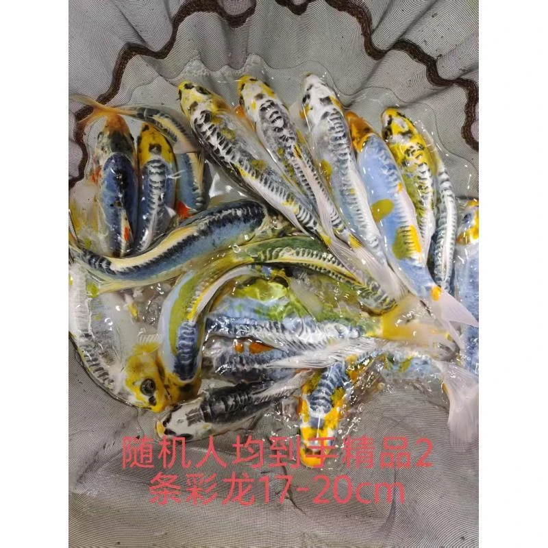 ⑩2条彩龙17-20公分锦鲤鱼昭和三色红白丹顶招财观赏鱼食打氧