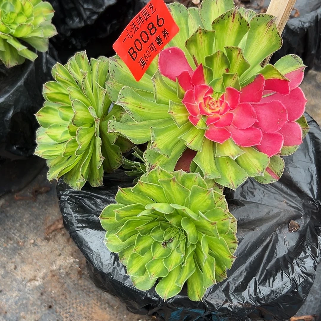 0086多肉植物知否