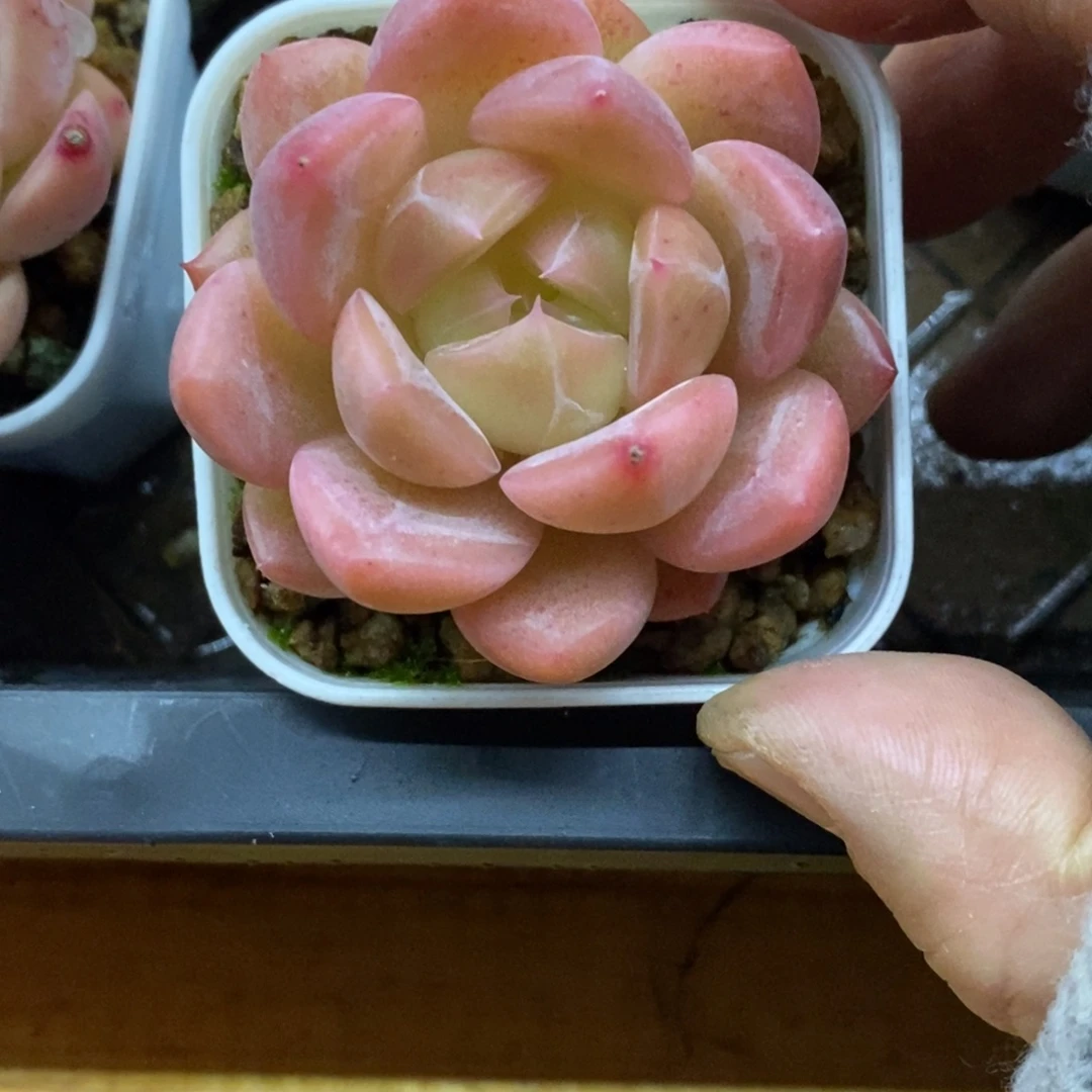 精品多肉一物一拍不包整35