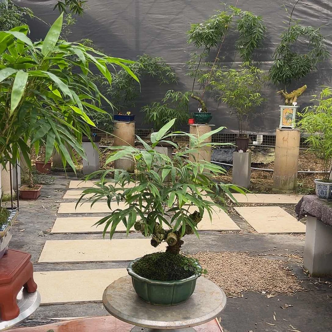 ๑**呀儒雅堂精品竹盆景