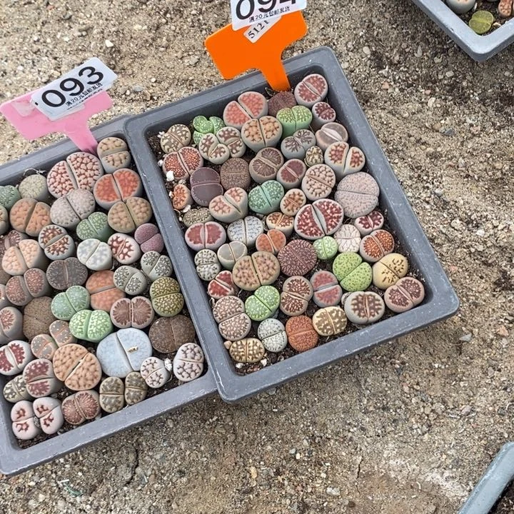 汕***下生石花的季节是最094