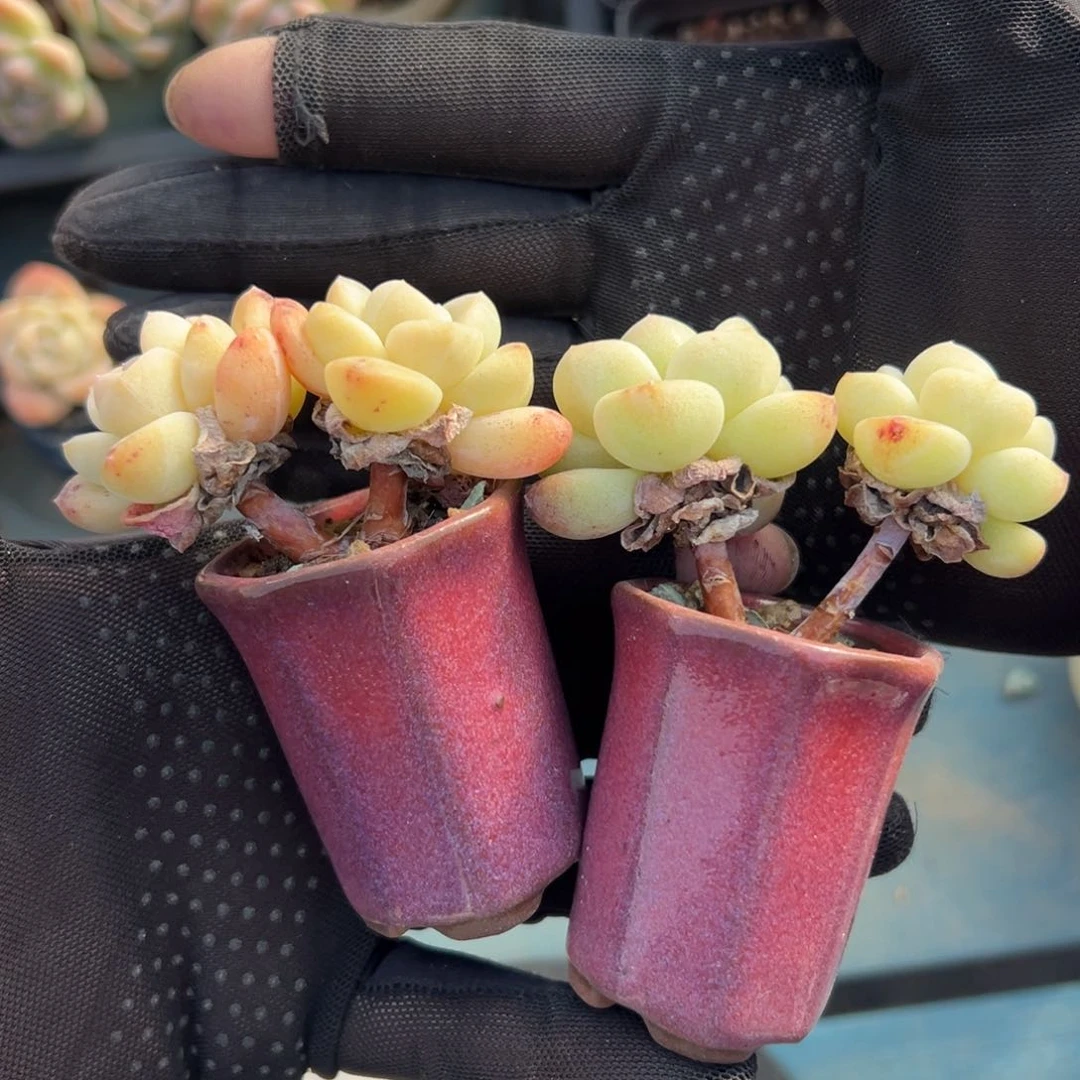 俩个双头长杆子00000000