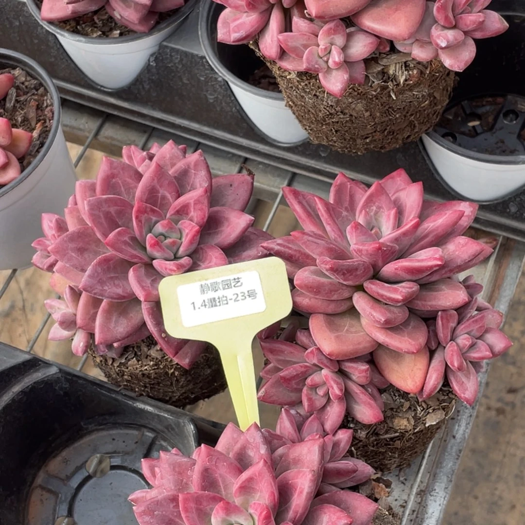 任***性0104-23-赫菲斯托潜力股四颗