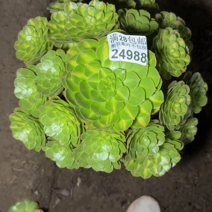 24988南抹茶不包断枝