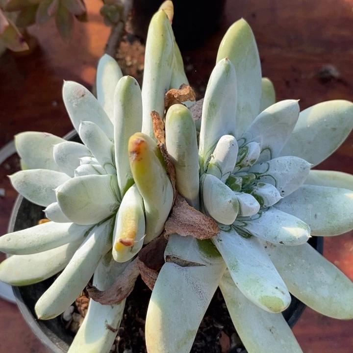 拇指仙女杯整无砍多肉