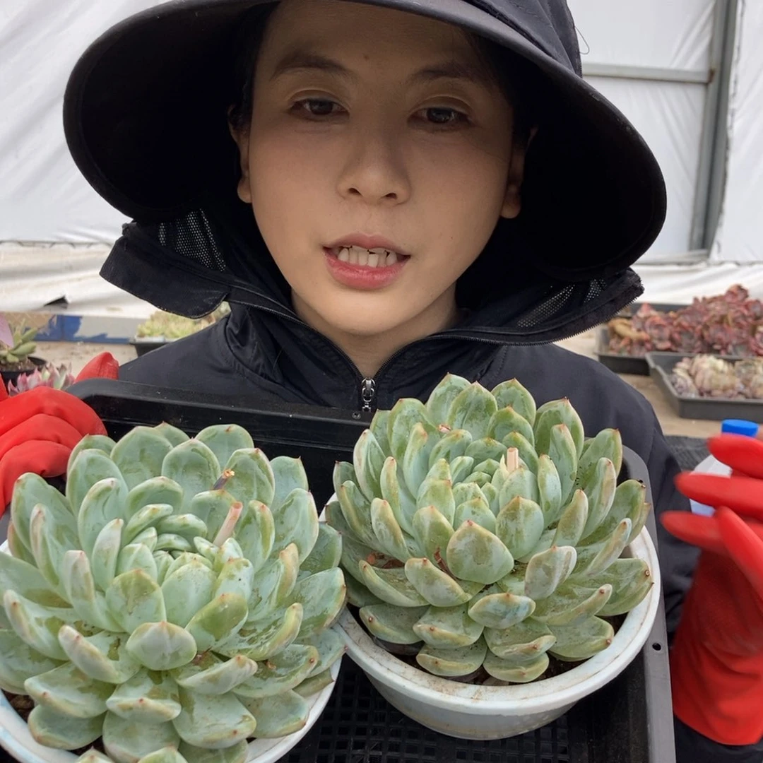 10.79大雪花珍妮随机