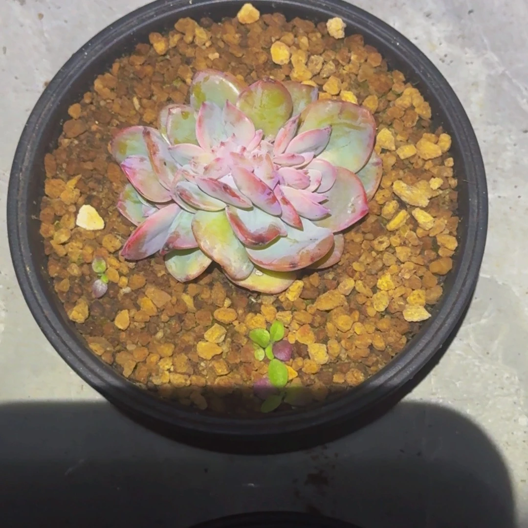 白凤 缀化 一物一拍