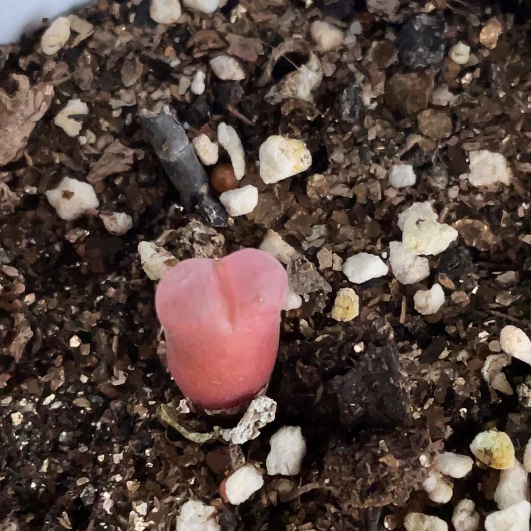 23-113风铃多肉植物