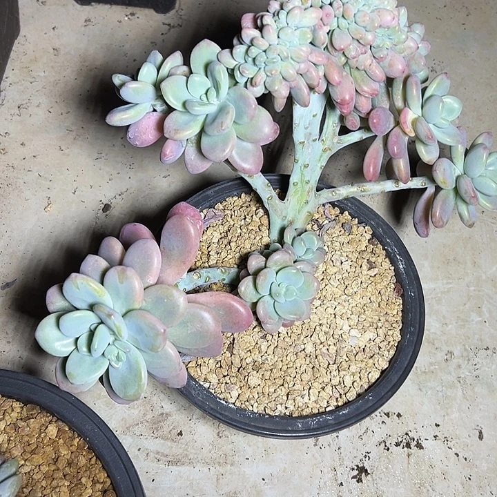 洛神群生缀化多肉