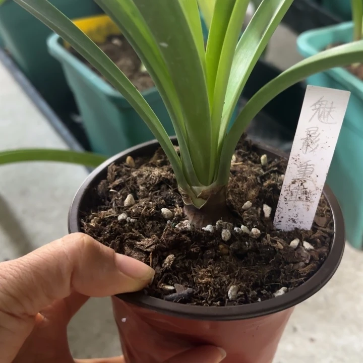 无花朵魅影重重4厘米