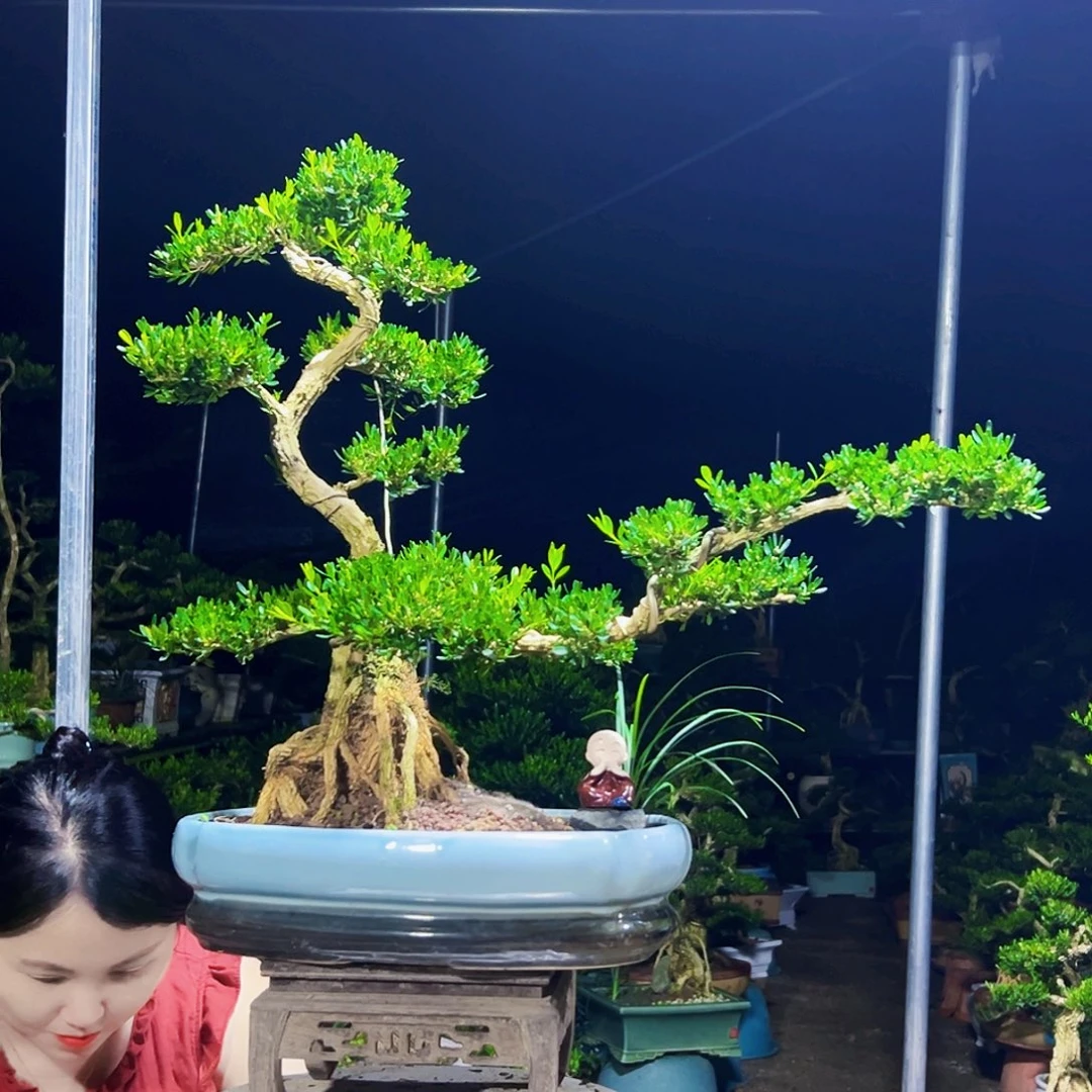 无花朵黄杨木