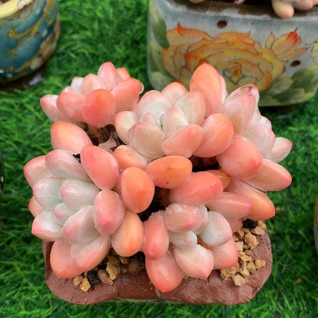 香水9 公分一物一拍
