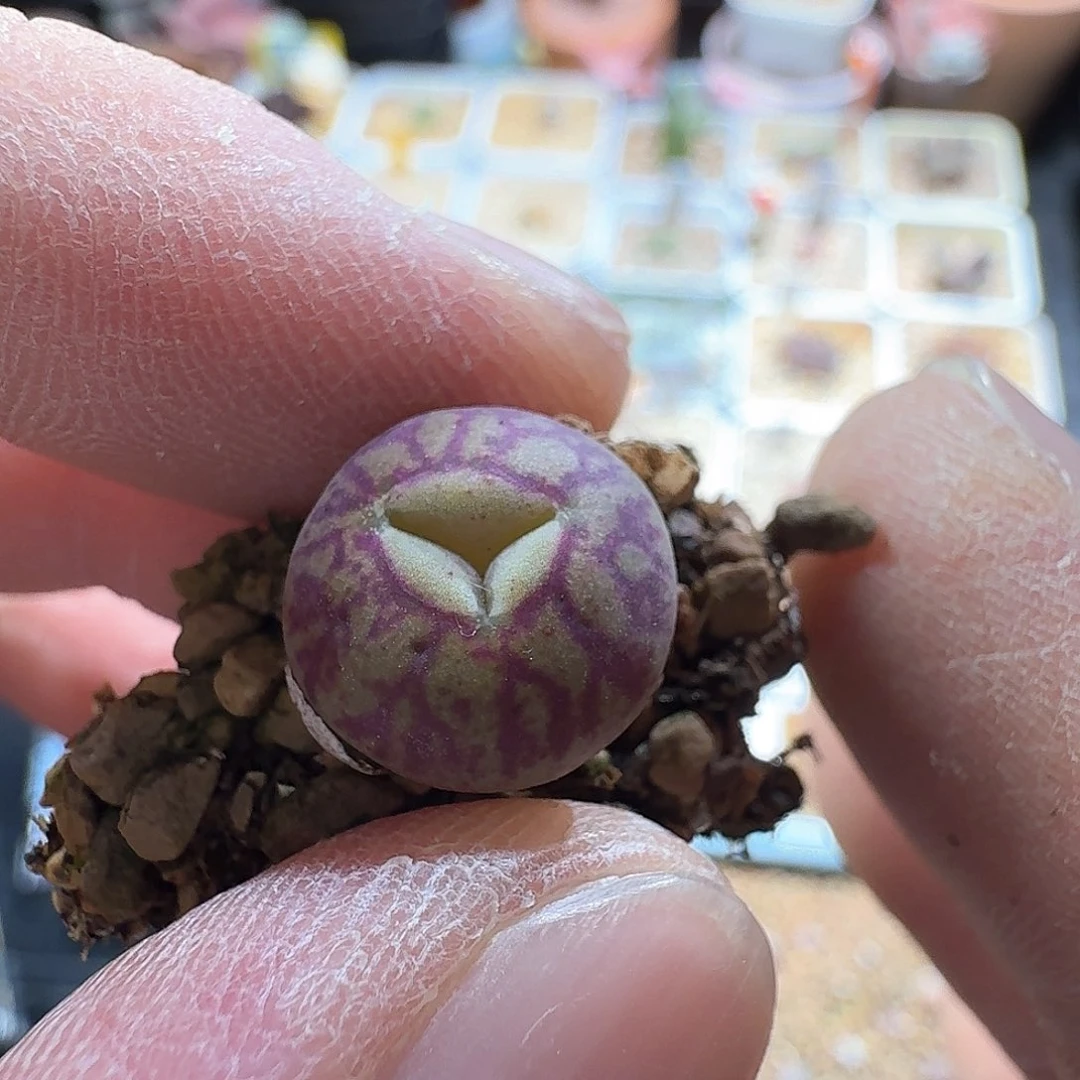 酷*dy1 kuku y661 八重