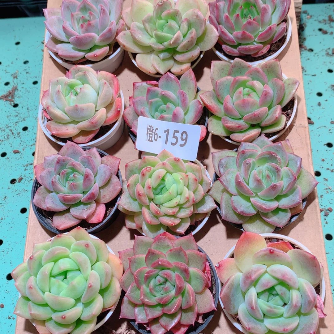 6-159一物一拍多肉带盆18颗