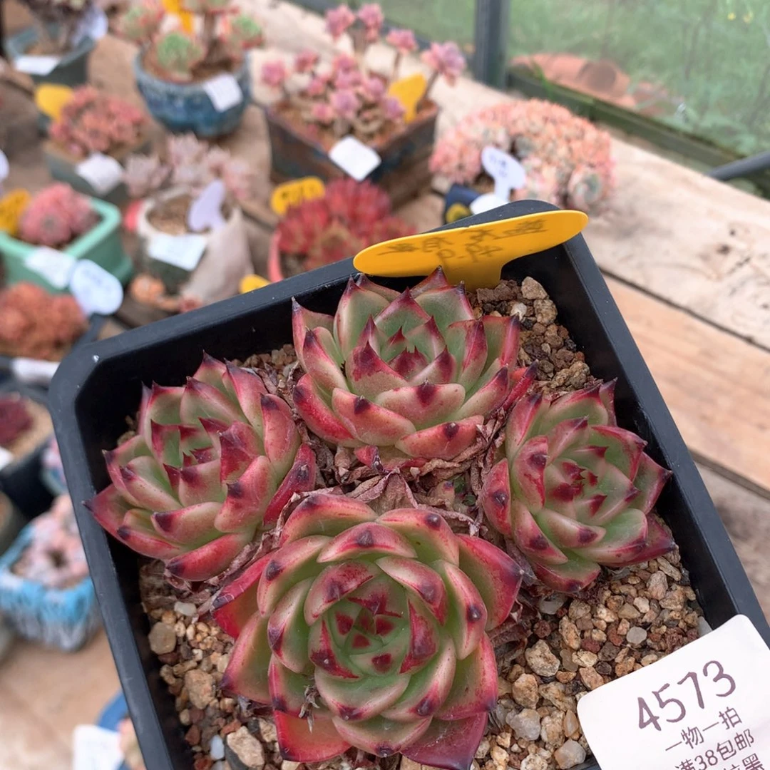 11.5厘米有砍五头蓝龙  4573