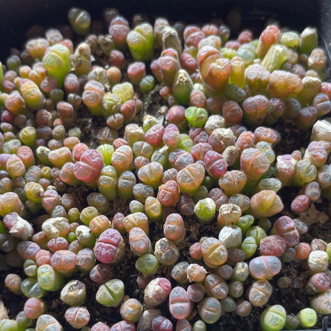 大盆特价一物一拍～49