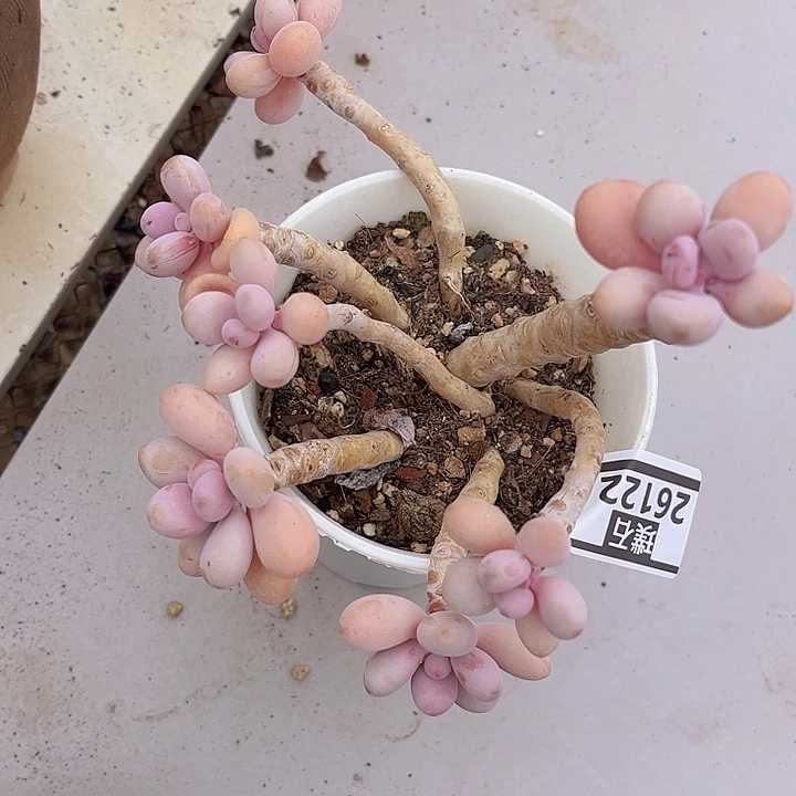 桃蛋26122多肉植物