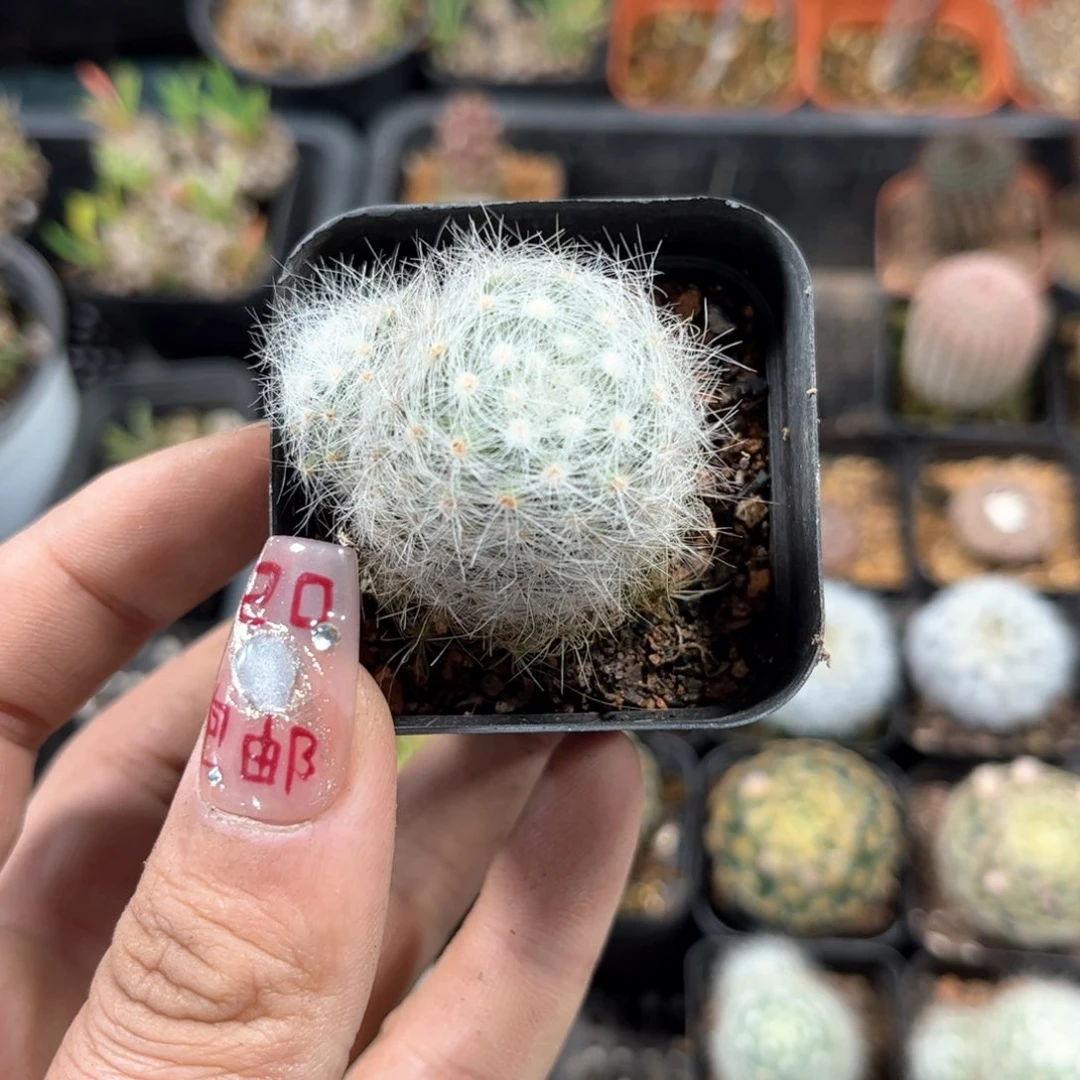 芳香丸单头发货有根发货有根