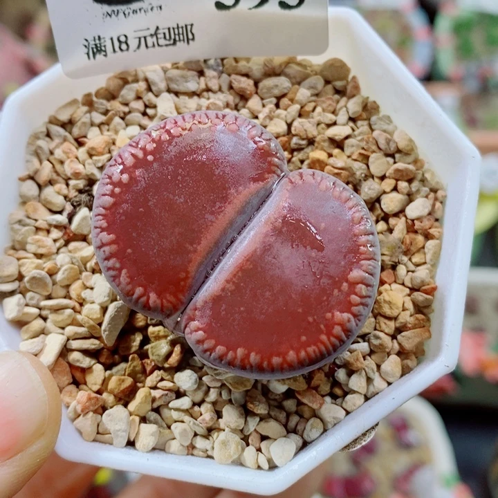 生石花花花花花花花393