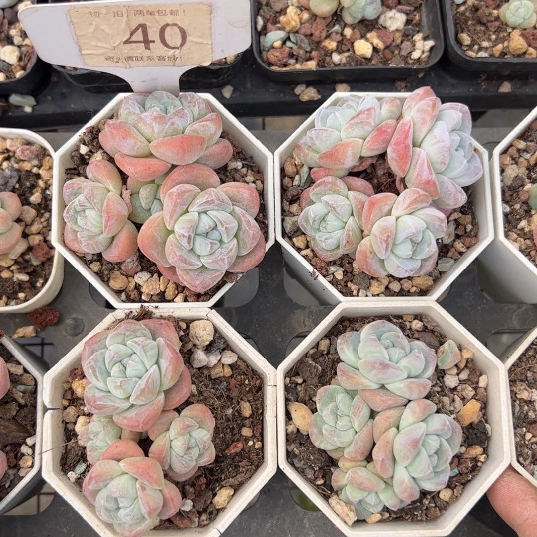 40号冰玉多肉植物