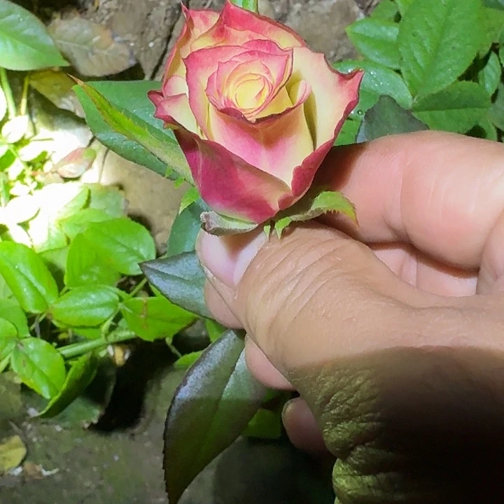 无花朵公平女王中苗