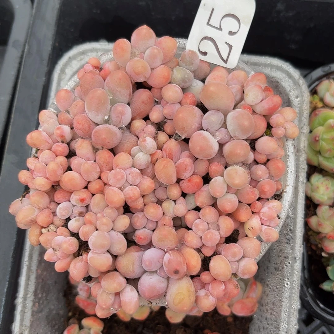 多肉植物多肉植物25