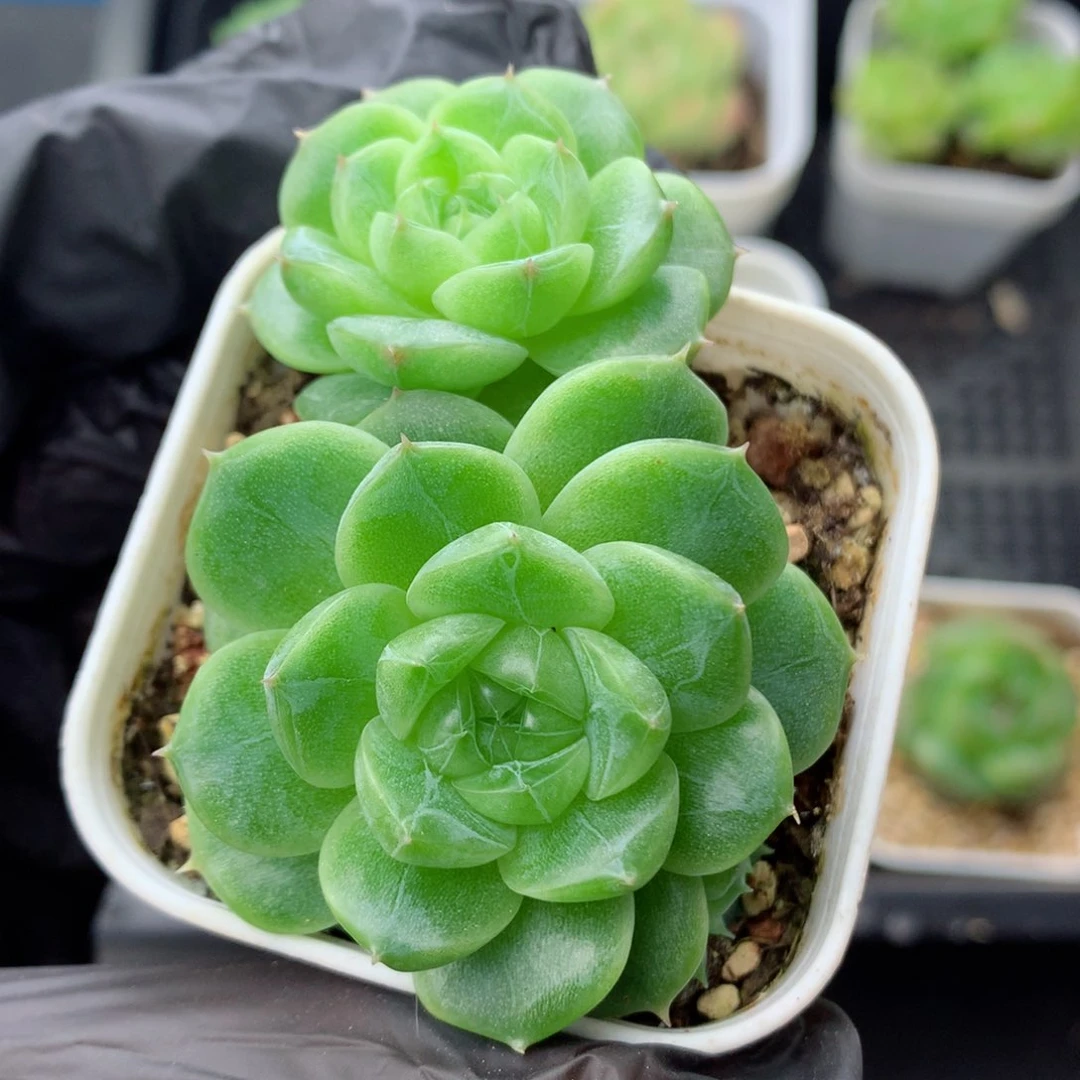 58包邮 群生不包整8