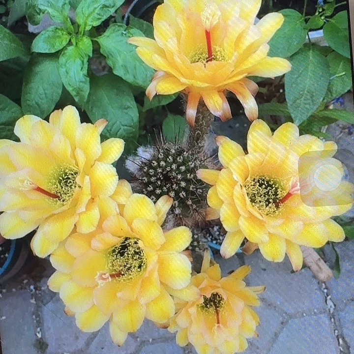 法一带根高13公分毛花柱