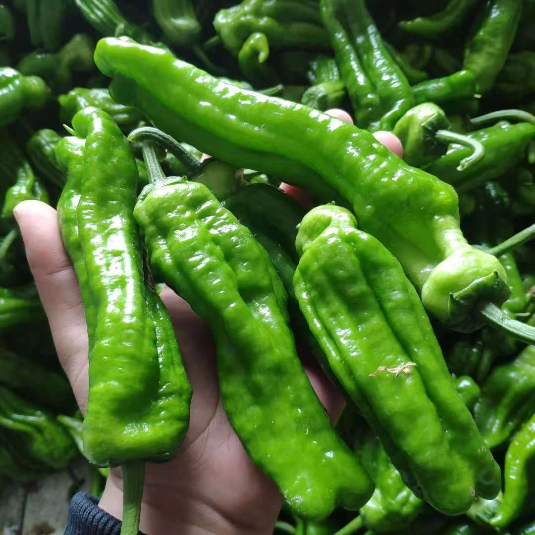 【微辣青椒】农家自新鲜青椒虎皮青椒青辣椒泡椒新鲜菜椒不辣螺丝椒