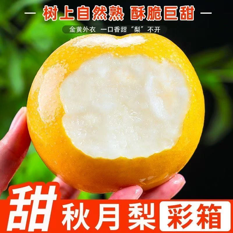 山东头茬正宗秋月梨脆甜多汁产地直发当季水果