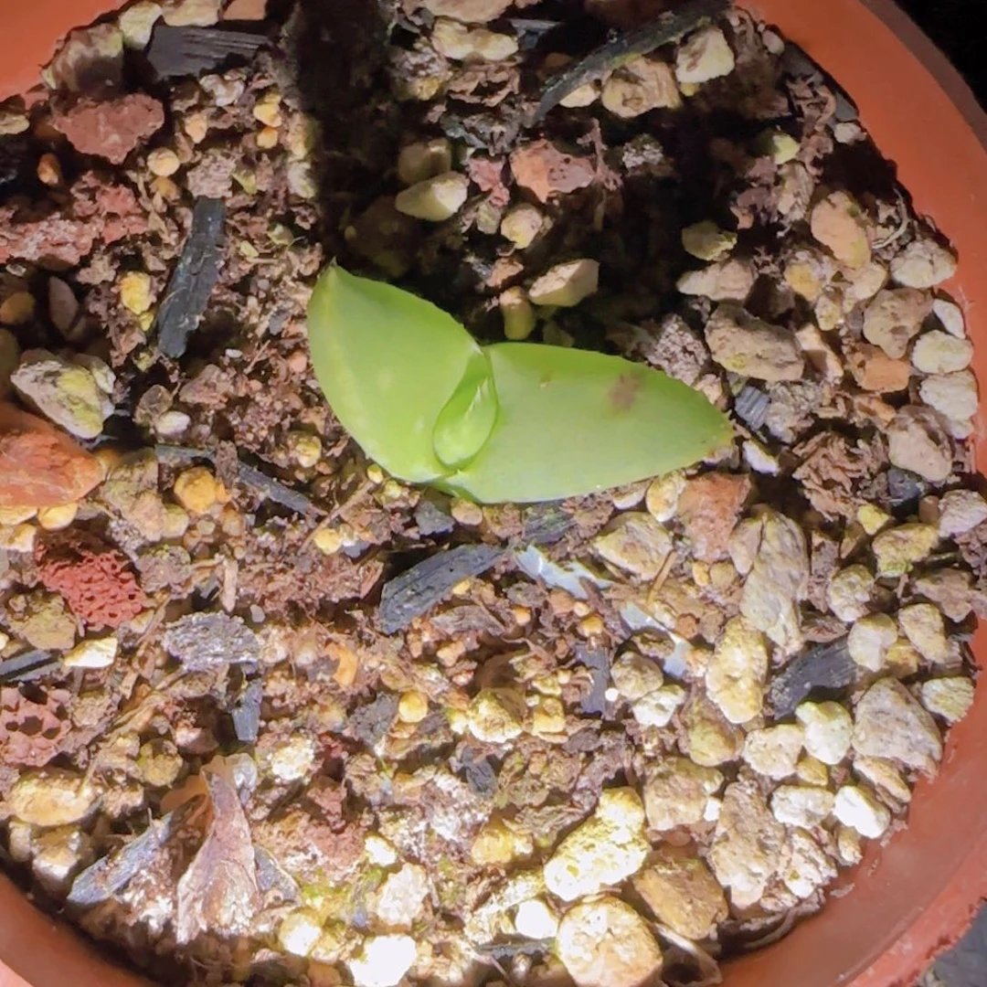 鹏*天块根植物块根植物