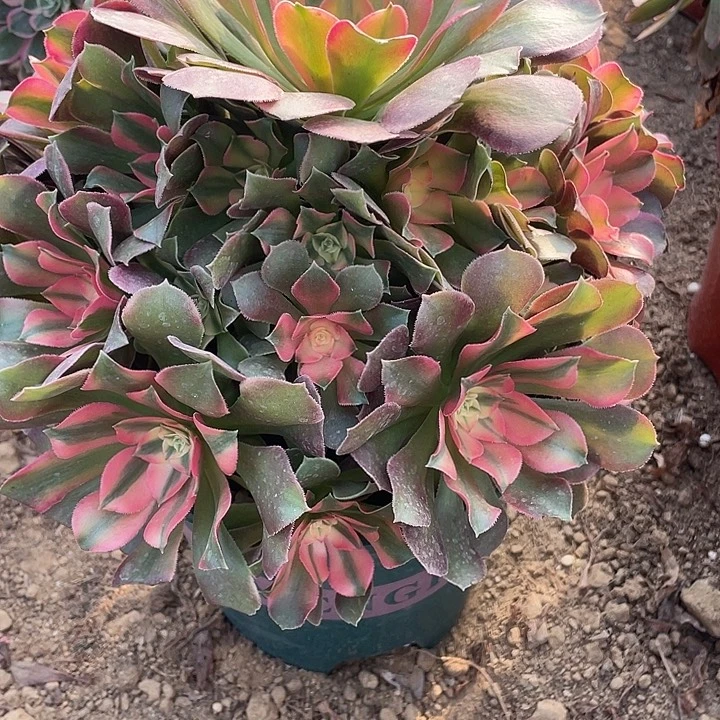 无花朵758香妃对肉植物