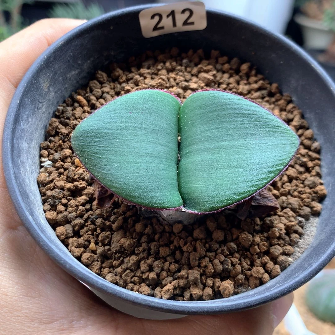 阔叶血莲多肉带盆