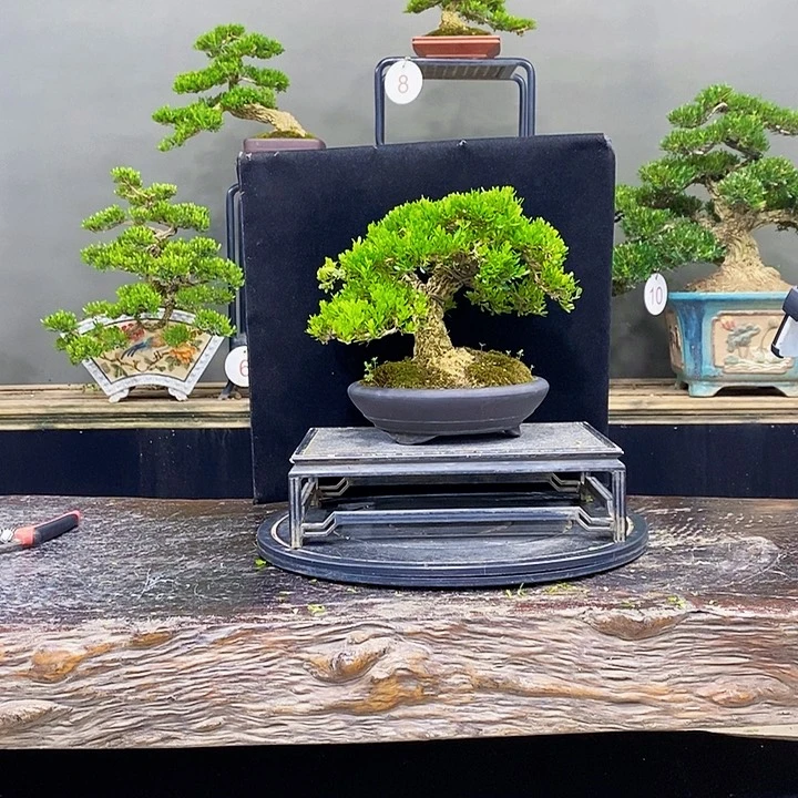 无花朵黄杨盆景四季常青