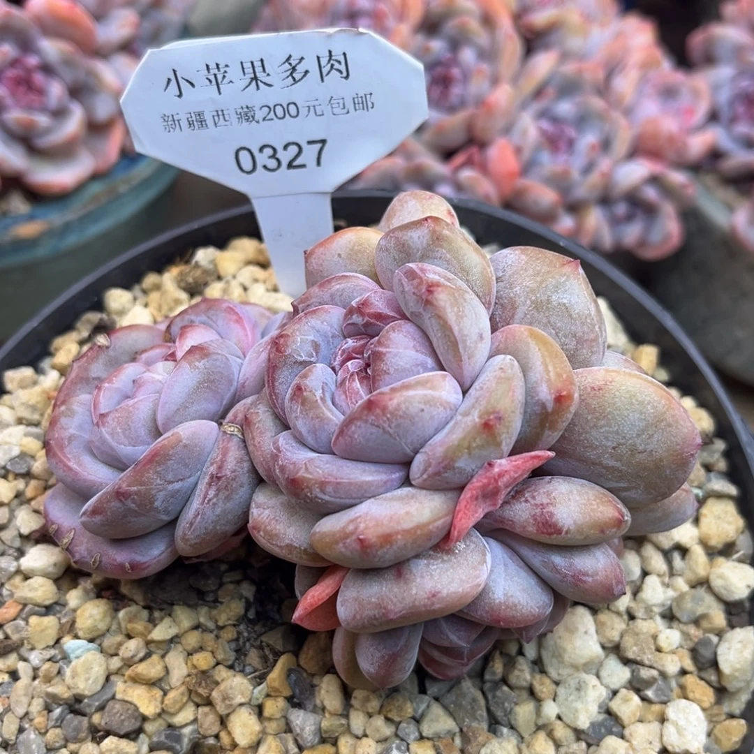 紫皮紫心327/11cm4头