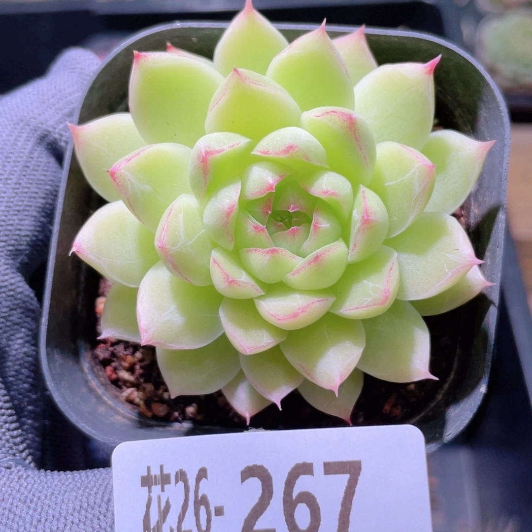 花利美26-267女王玫瑰