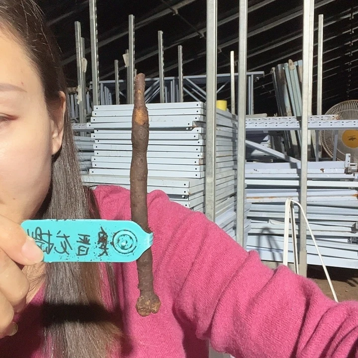 当前无花栽培后可以开花奥普龙蒂斯