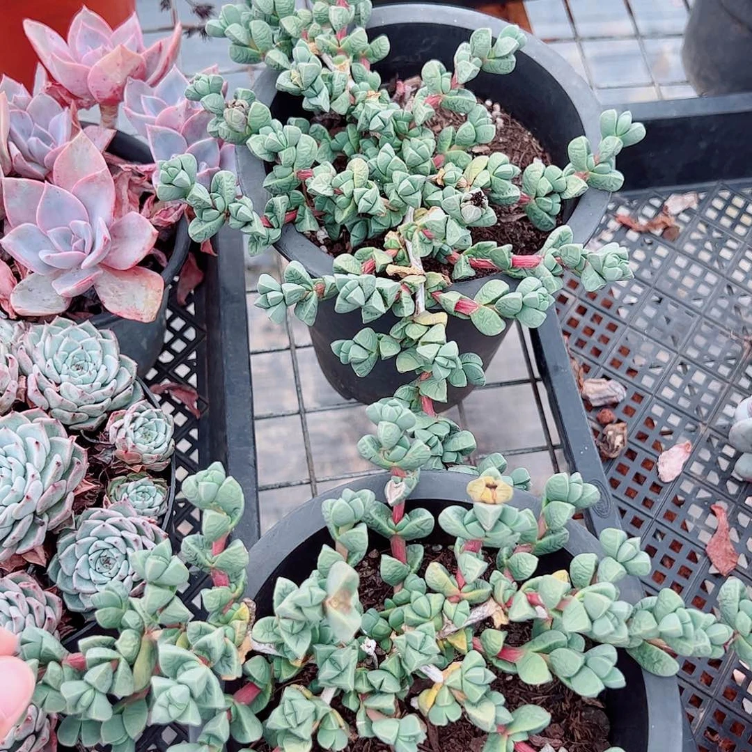 鹿角海棠整装整群