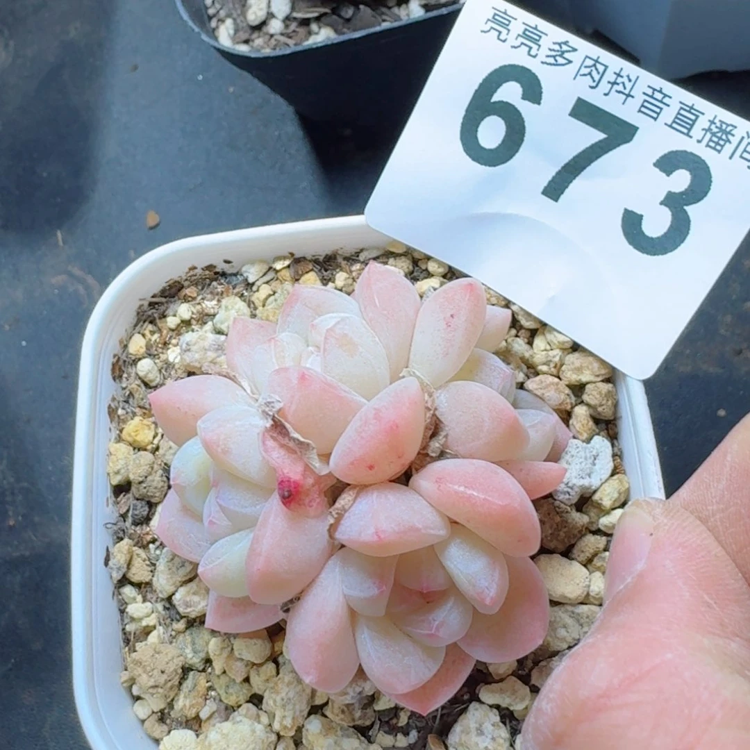 特****┐冰玉群生整装无砍