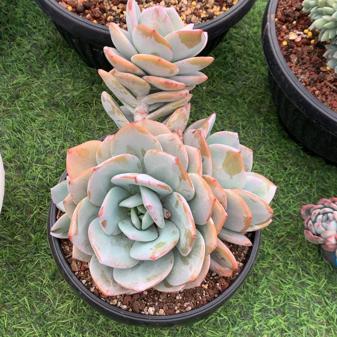 小****y小淘气000000000000