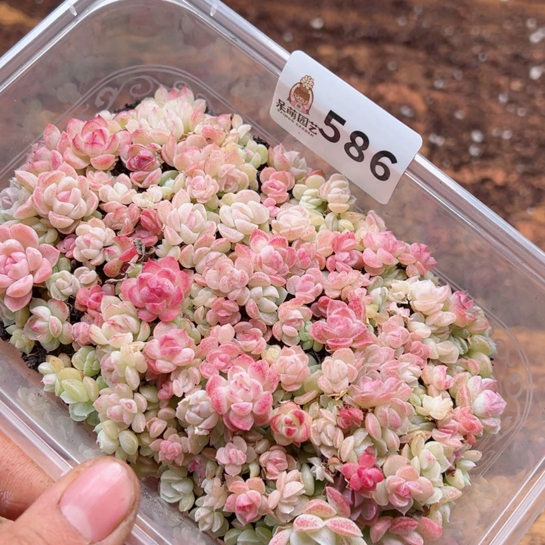 ?****多肉植物多肉植物
